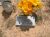 James Lionell Bisbee Headstone